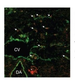 SOX18 Rabbit anti-Human, Mouse, Polyclonal, Novus Biologicals 100 &mu;g;